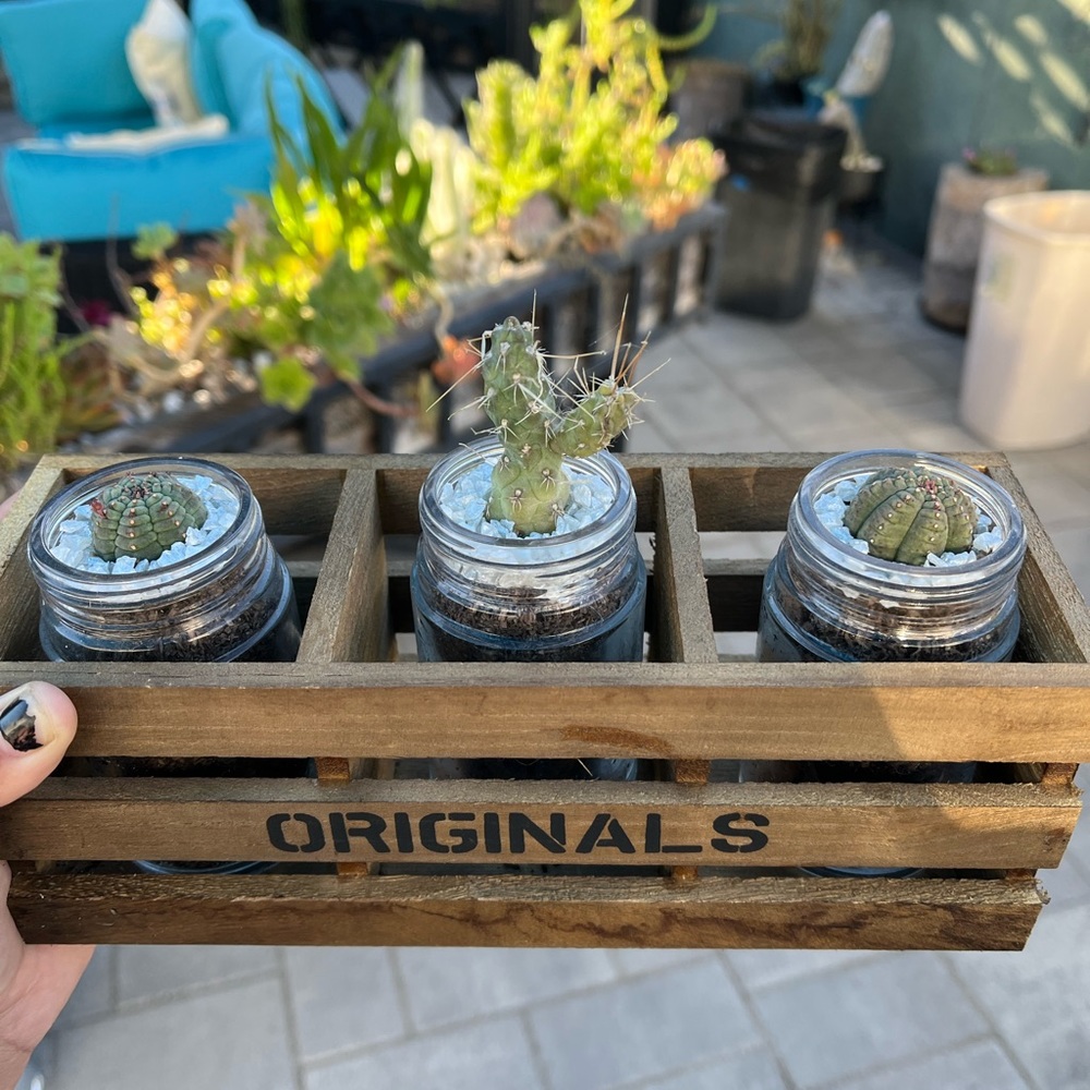 3 piece succulent set with wooden crate